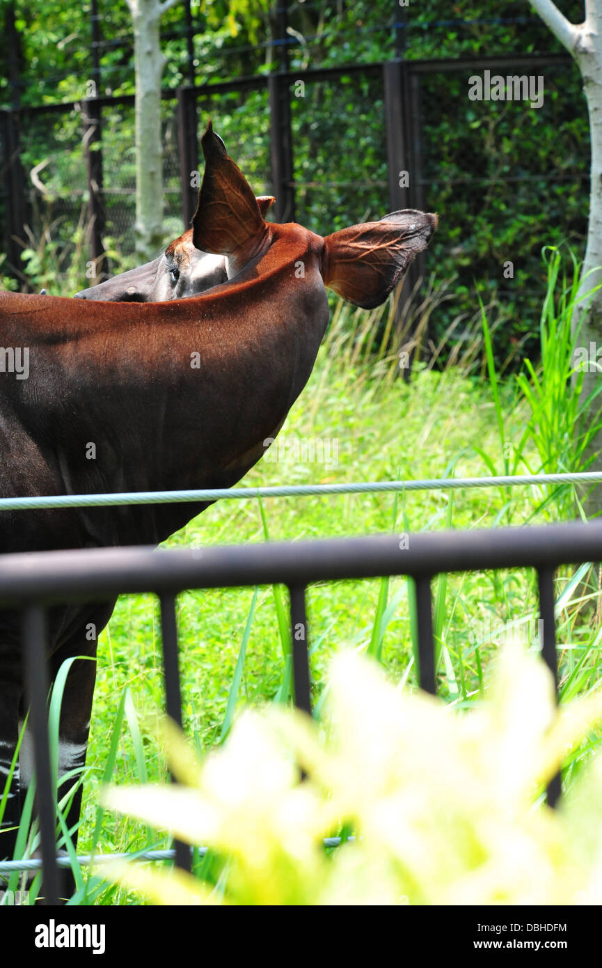 Okapi Okapia johnstoni Stock Photo - Alamy