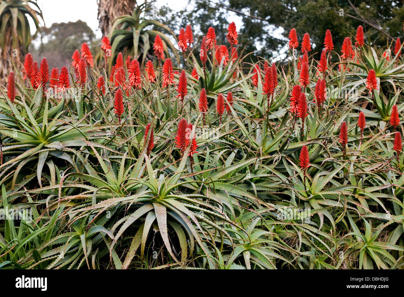 A cluster of large, spiky-leaved aloe plants with bright red flowers. Stock Photo