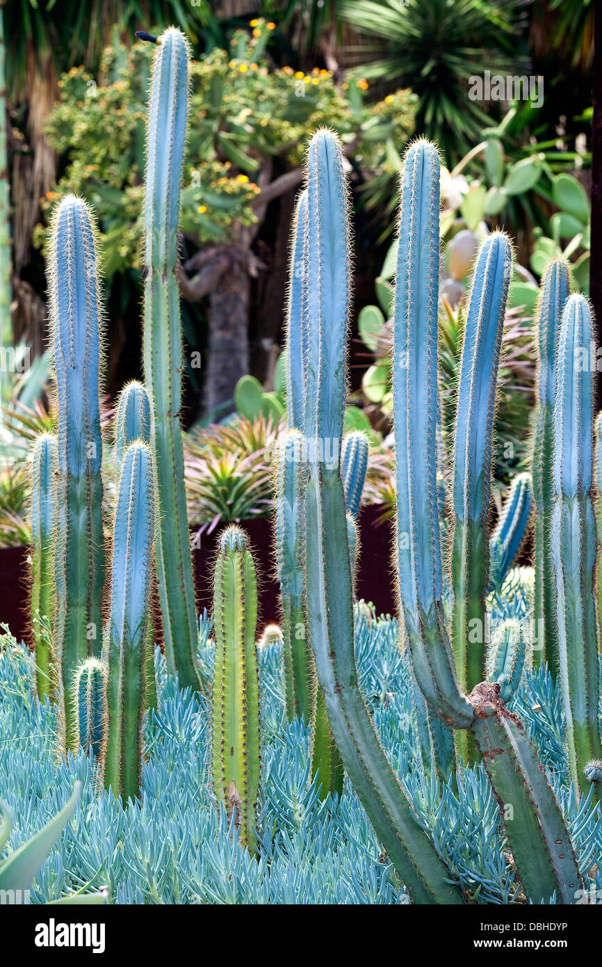 A group of blue-grey cactus plants in a garden of desert succulents. Stock Photo