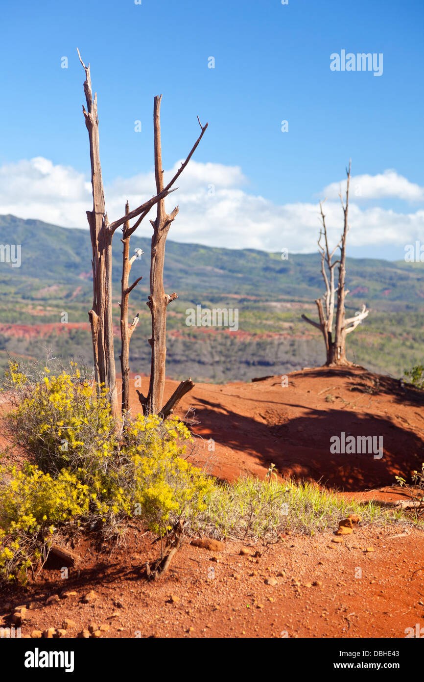 Red dirt with dead trees near Waimea Canyon in Kauai, Hawaii. Stock Photo