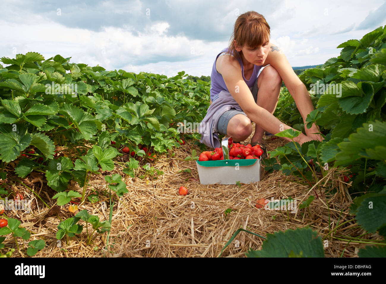 A woman picking ripe red strawberries at a fruit farm in the summer ...