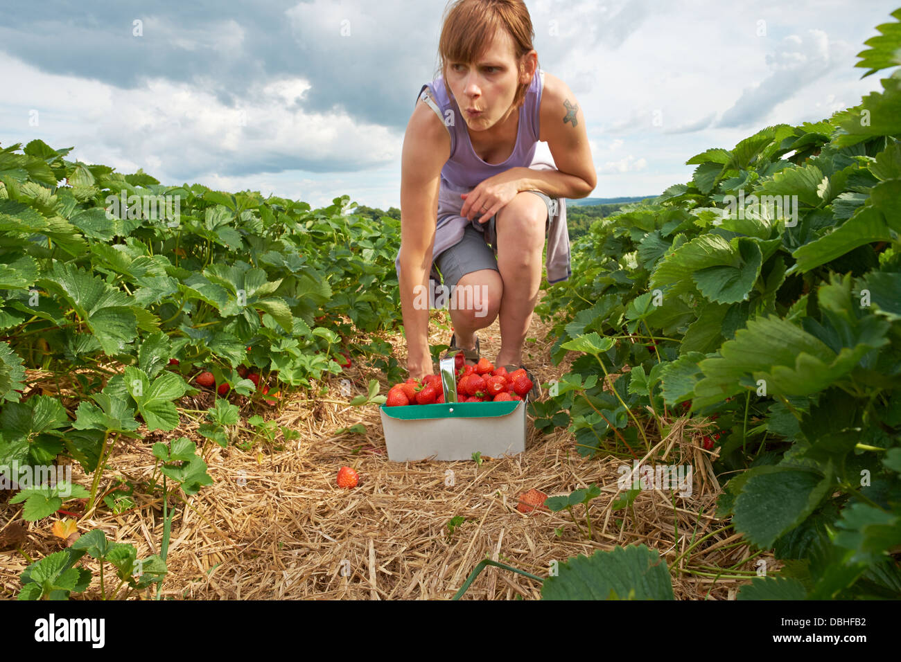 A woman picking ripe red strawberries at a fruit farm in the summer. Stock Photo