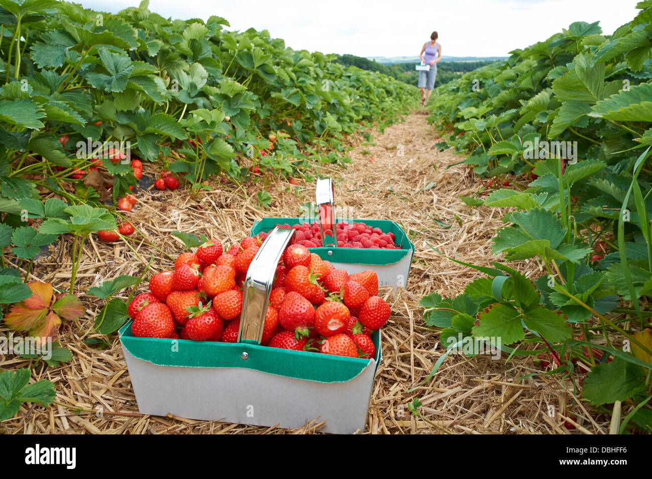 A woman picking ripe red strawberries at a fruit farm in the summer. Stock Photo