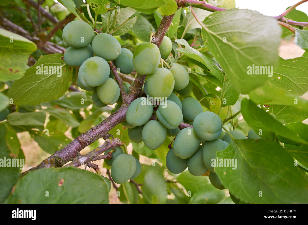 Unripe plums stock image. Image of ripen, plums, food 3594891