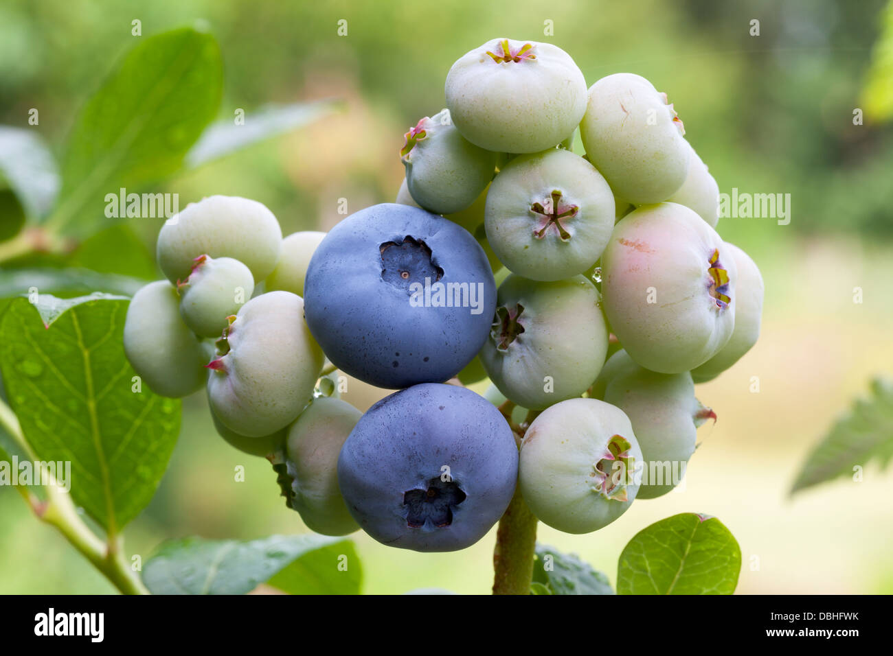 Blueberries on bush Stock Photo