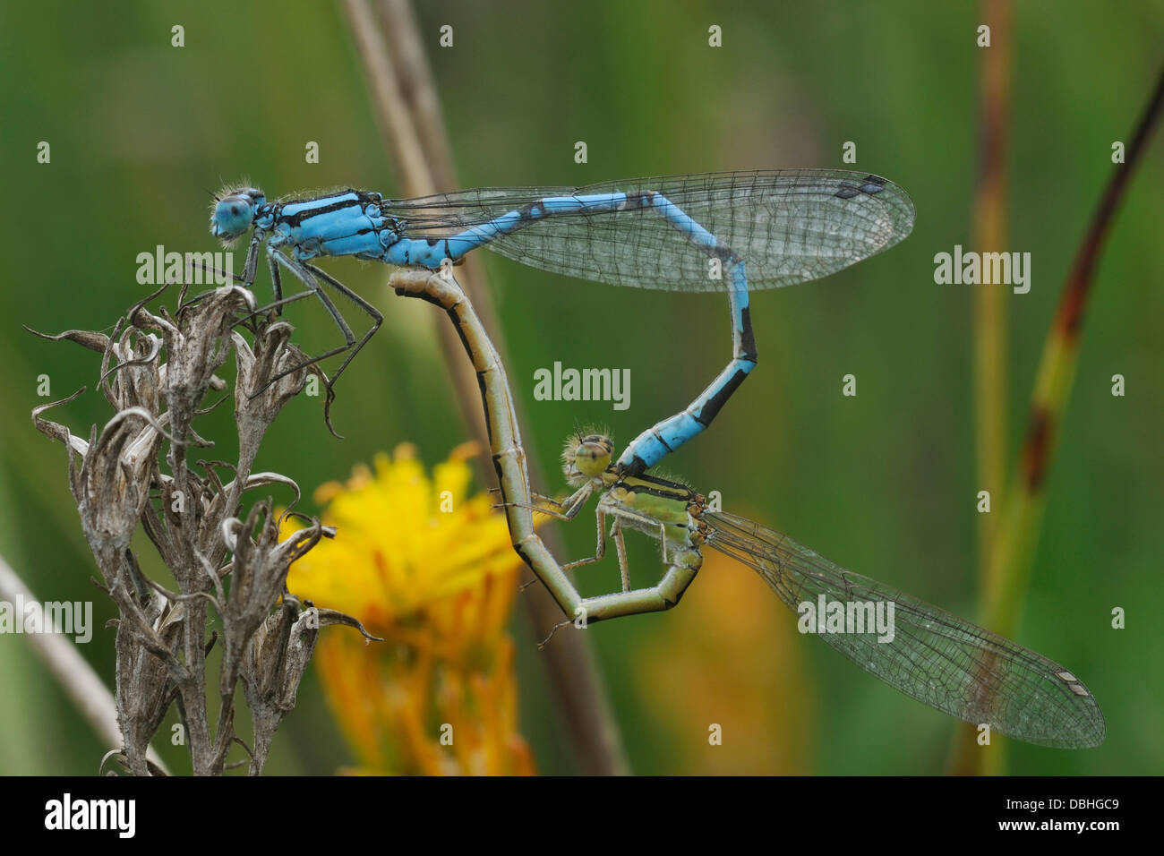 Common Blue Damselfly - Enallagma cyathigerum Pair mating Stock Photo ...