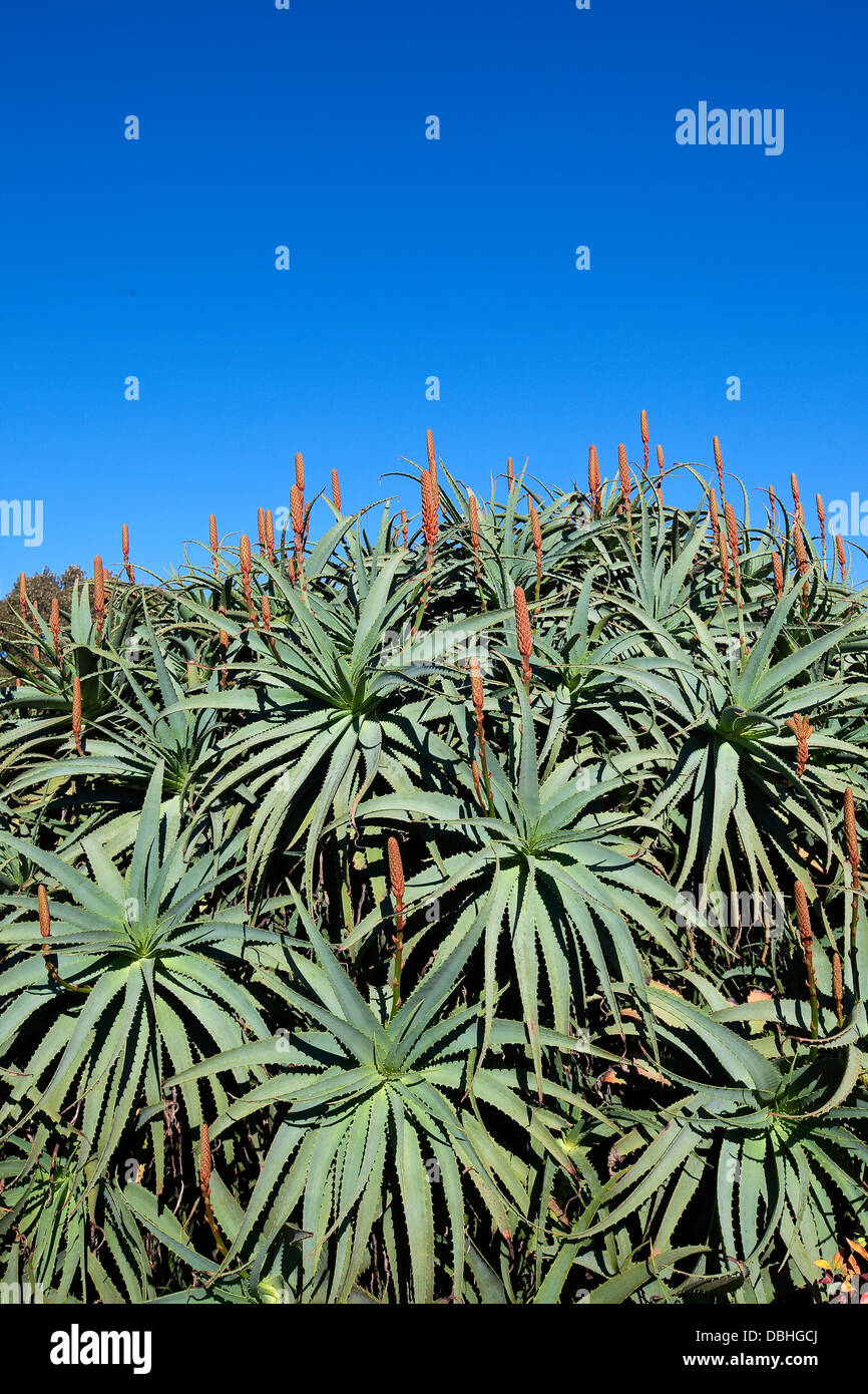 A large group of flowering aloe plants with spiky leaves and orange flower heads against a blue sky. Stock Photo