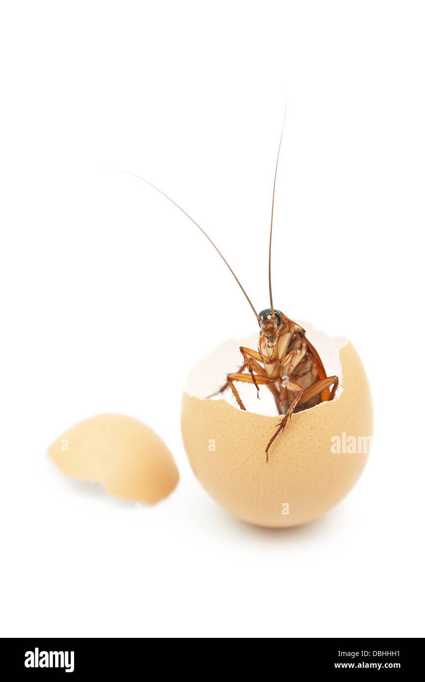Cockroach was born from egg,cockroach egg hatch Stock Photo - Alamy
