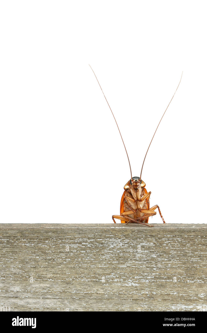 Cockroach climbing on wood plank Stock Photo Alamy