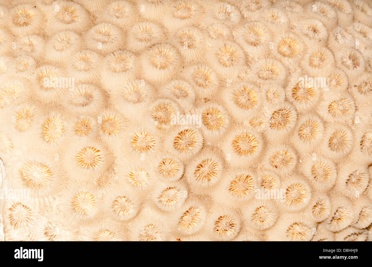 Mushroom Coral Skeleton Stock Photo