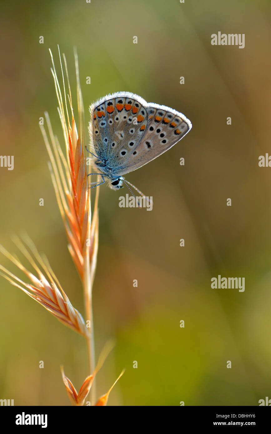 Macro of profile of argus butterfly (Satyrium) on grass Stock Photo
