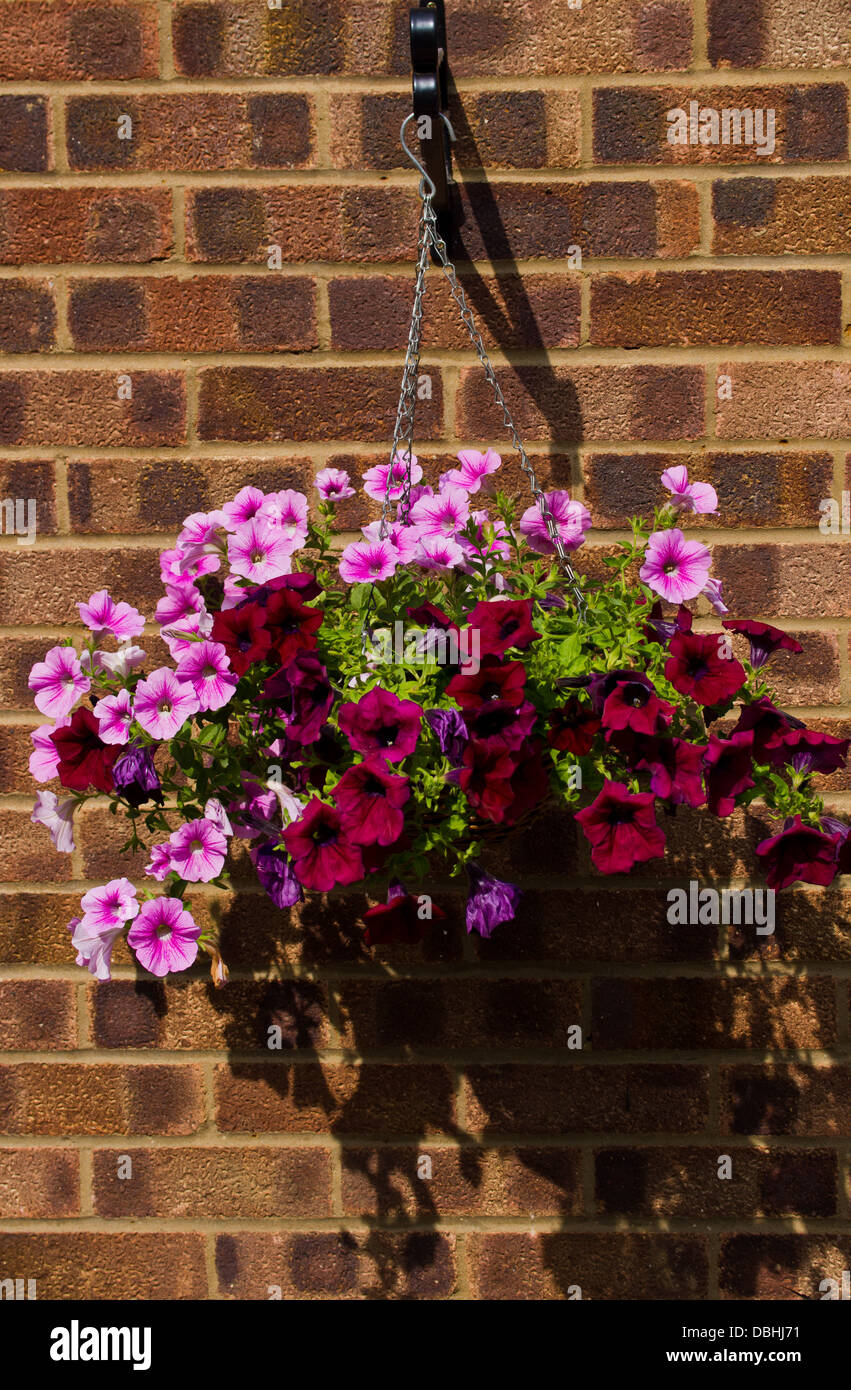 Hanging basket flowers hi-res stock photography and images - Alamy