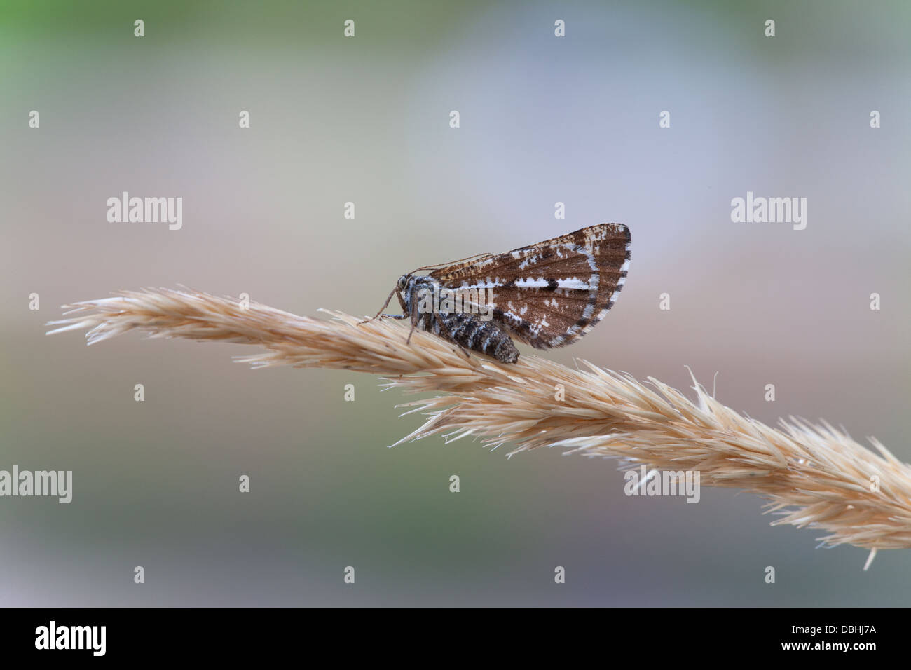 Bordered White Bupalus piniaria adult female at rest a grass seed head Stock Photo