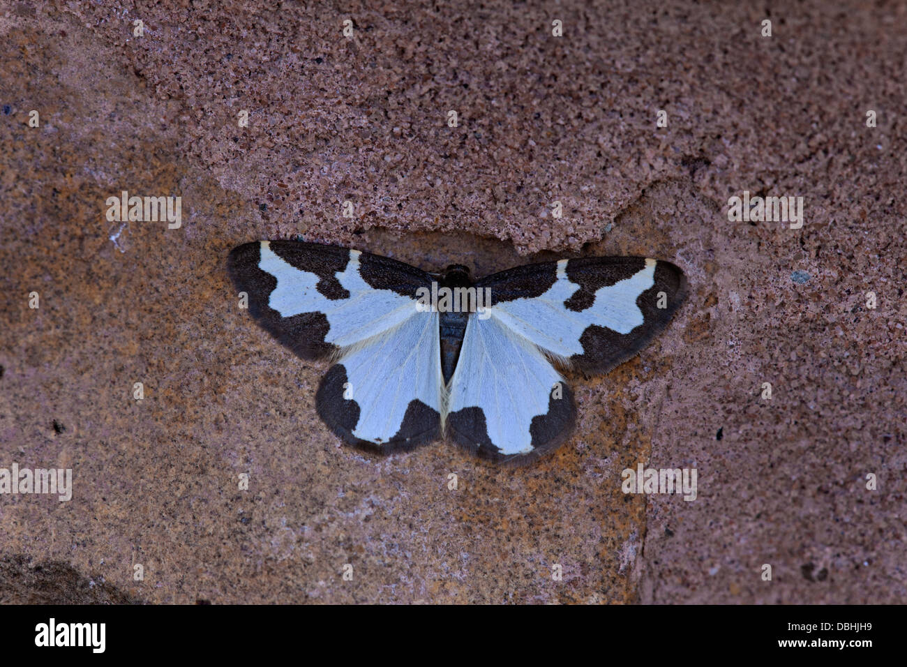 Clouded Border Lommaspilis marginata adult moth at rest on a stone wall Stock Photo