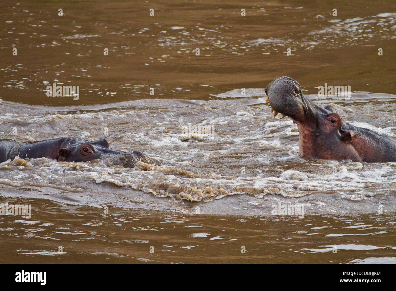 Hippos fighting in the river Mara. Stock Photo