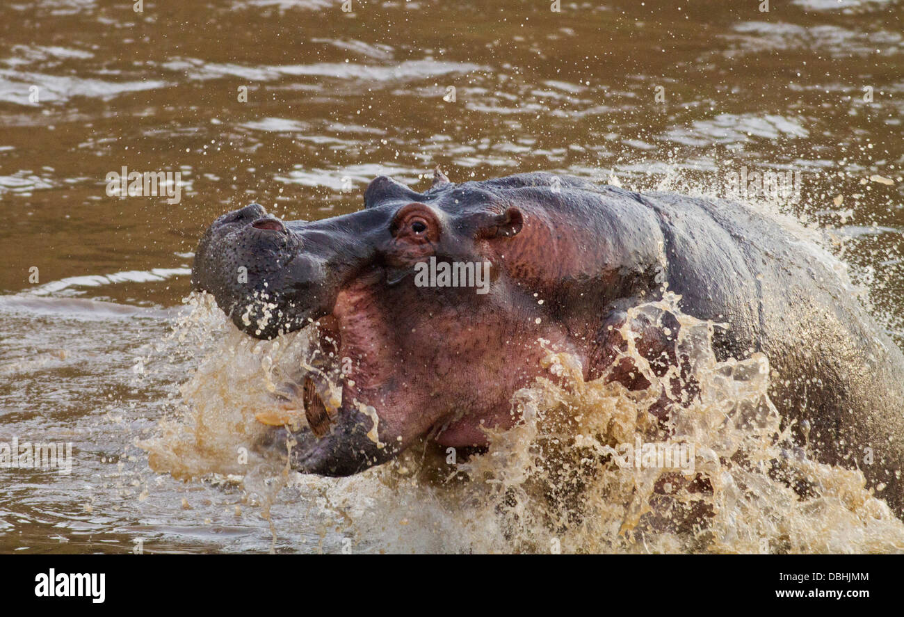 Aggressive Hippo in the river Mara. Stock Photo