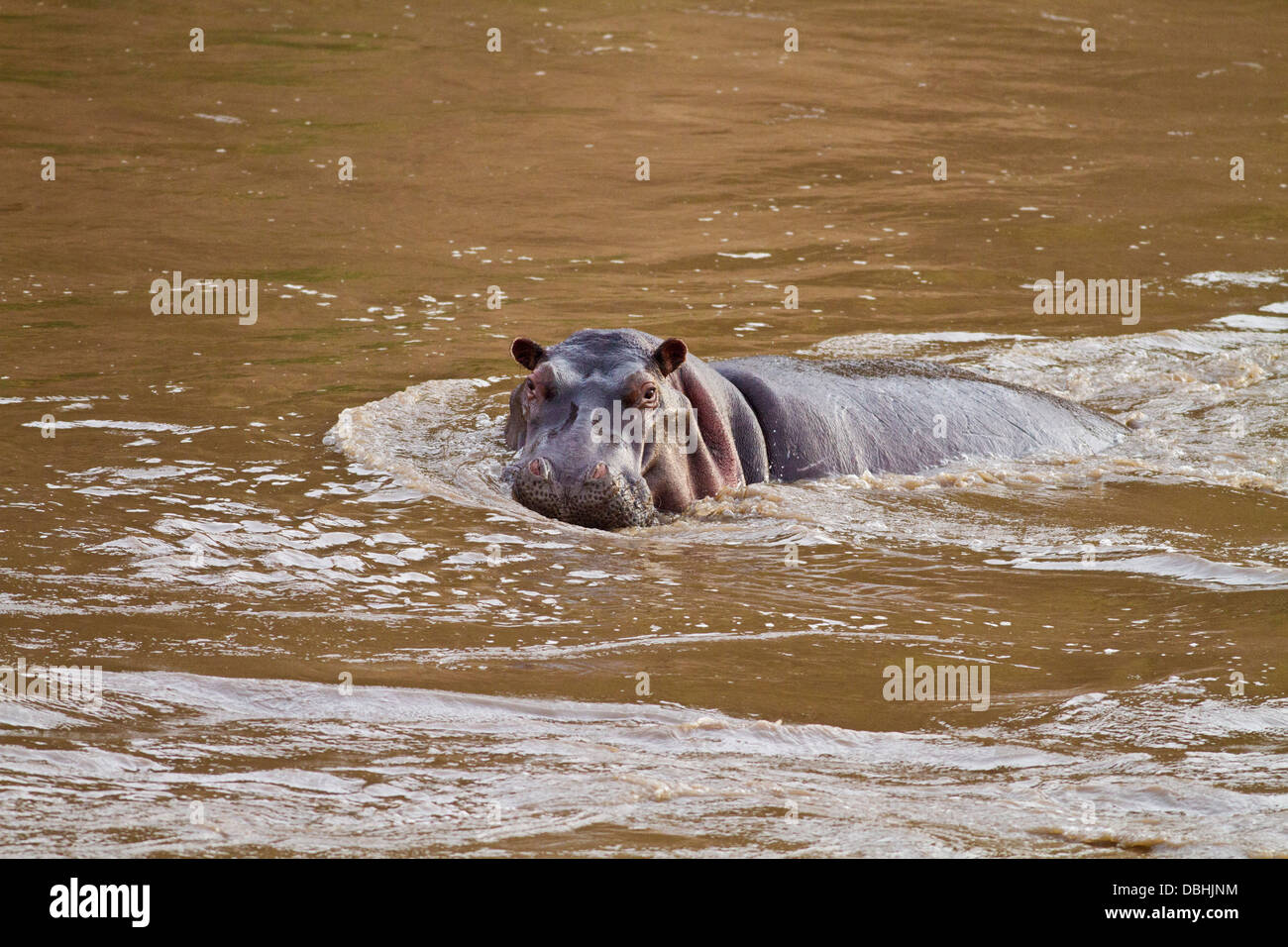Hippo in the river Mara. Stock Photo