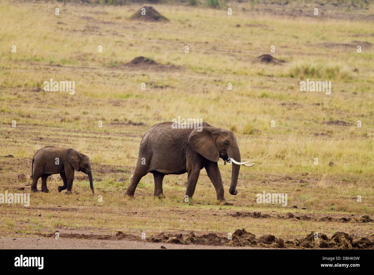 African Elephant and young one. Stock Photo