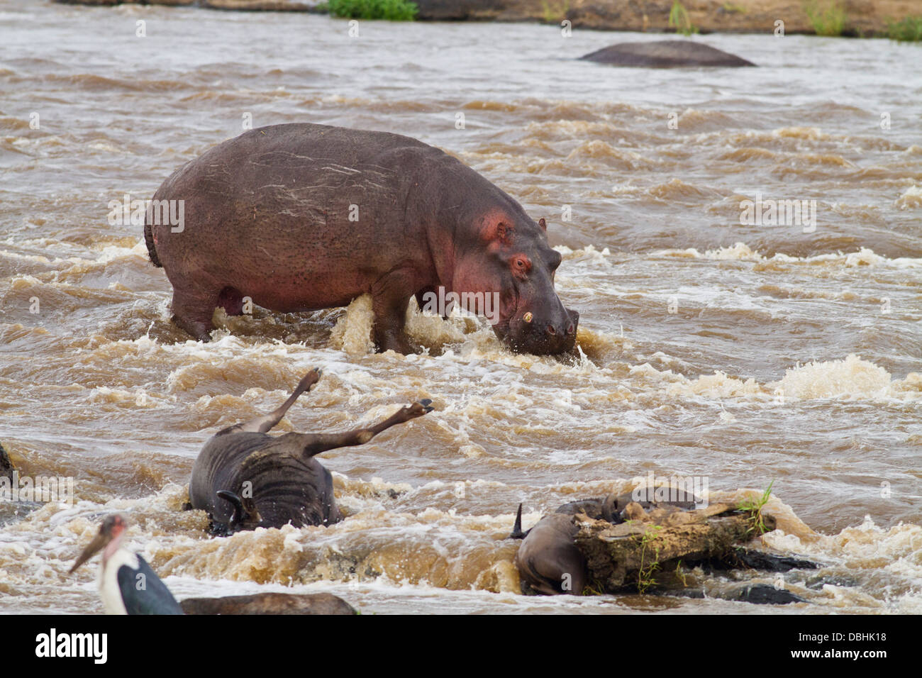 Hippo in the river Mara. Stock Photo
