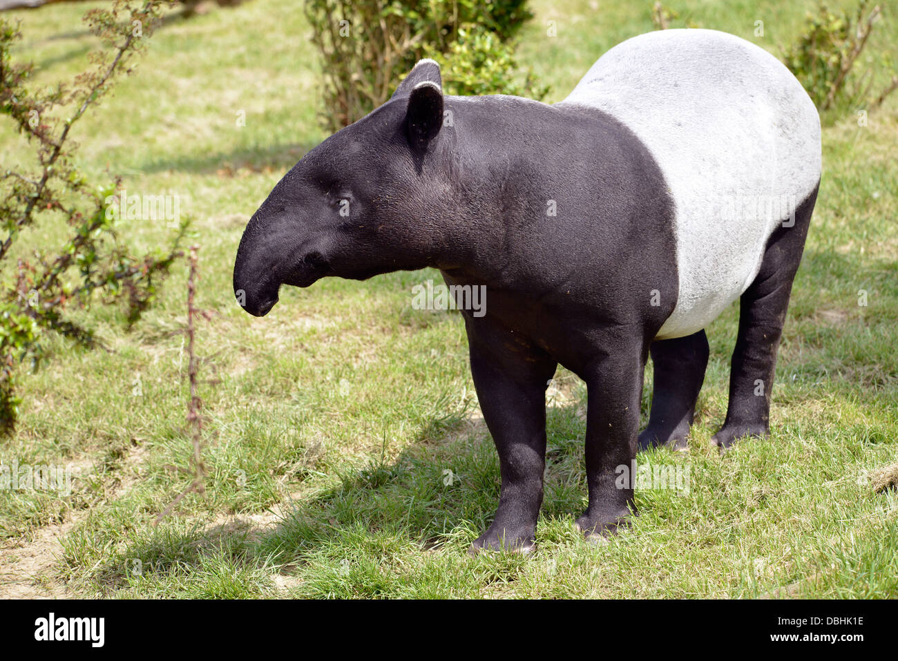Malayan tapir (Tapirus indicus) on grass Stock Photo