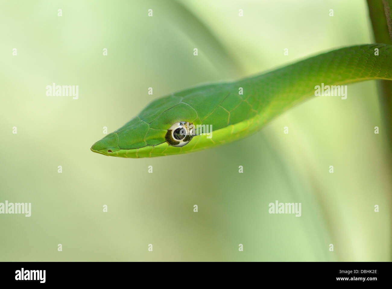 Green Vine Snake (Oxybelis fulgidus) in Costa Rica rainforest Stock Photo