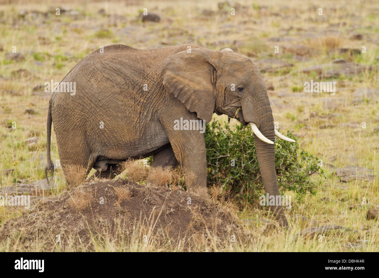 African Elephant on the move. Stock Photo