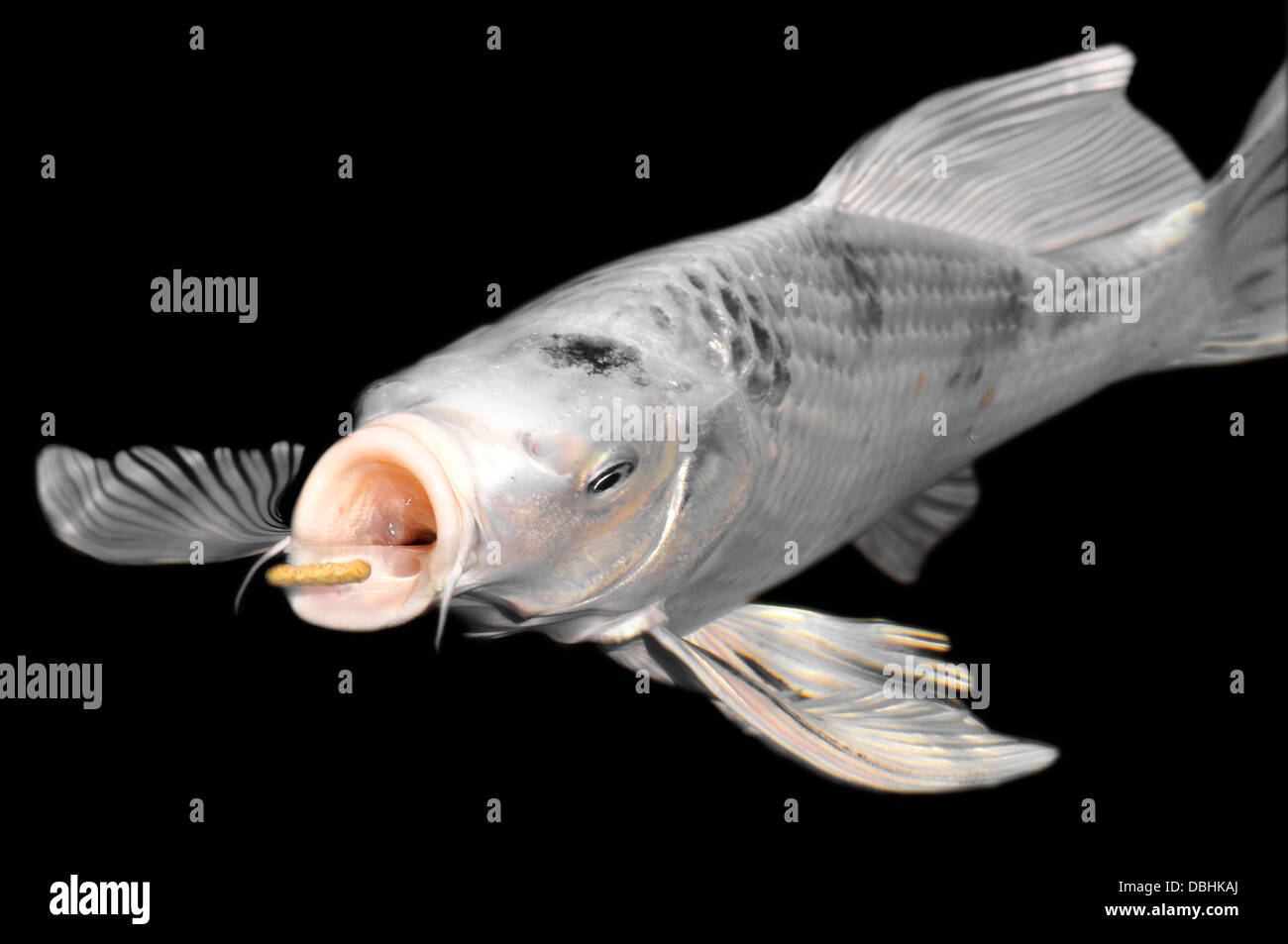 Kalpi Fish Aquarium Milky Carp Fish