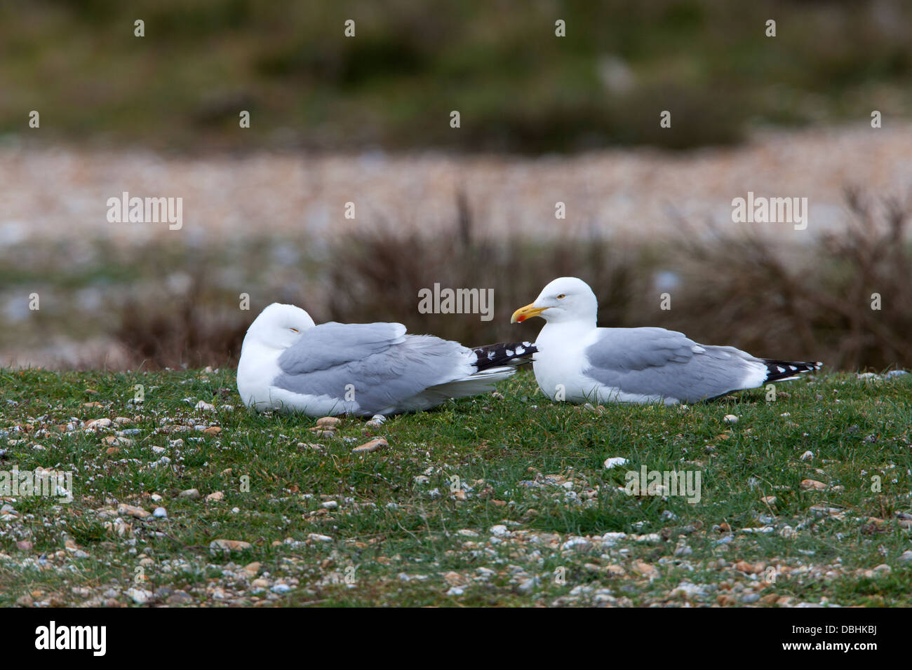 Herring Gull Larus argentatus adults in breeding plumage roosting on