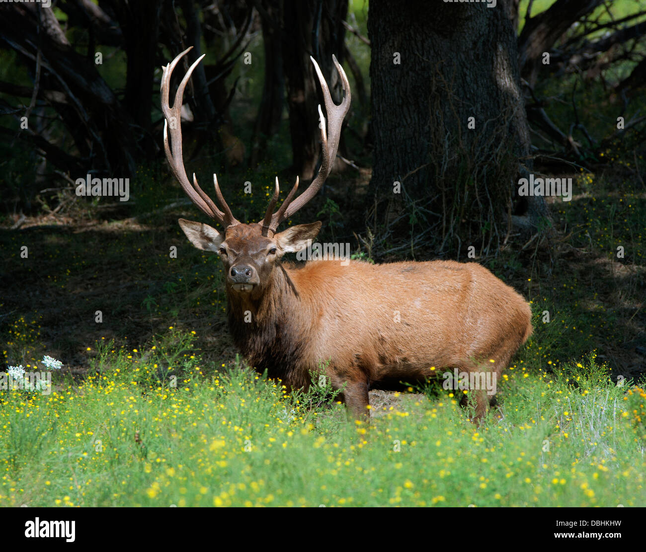 Large male deer in a field of wildflowers near a dark wooded area. Stock Photo