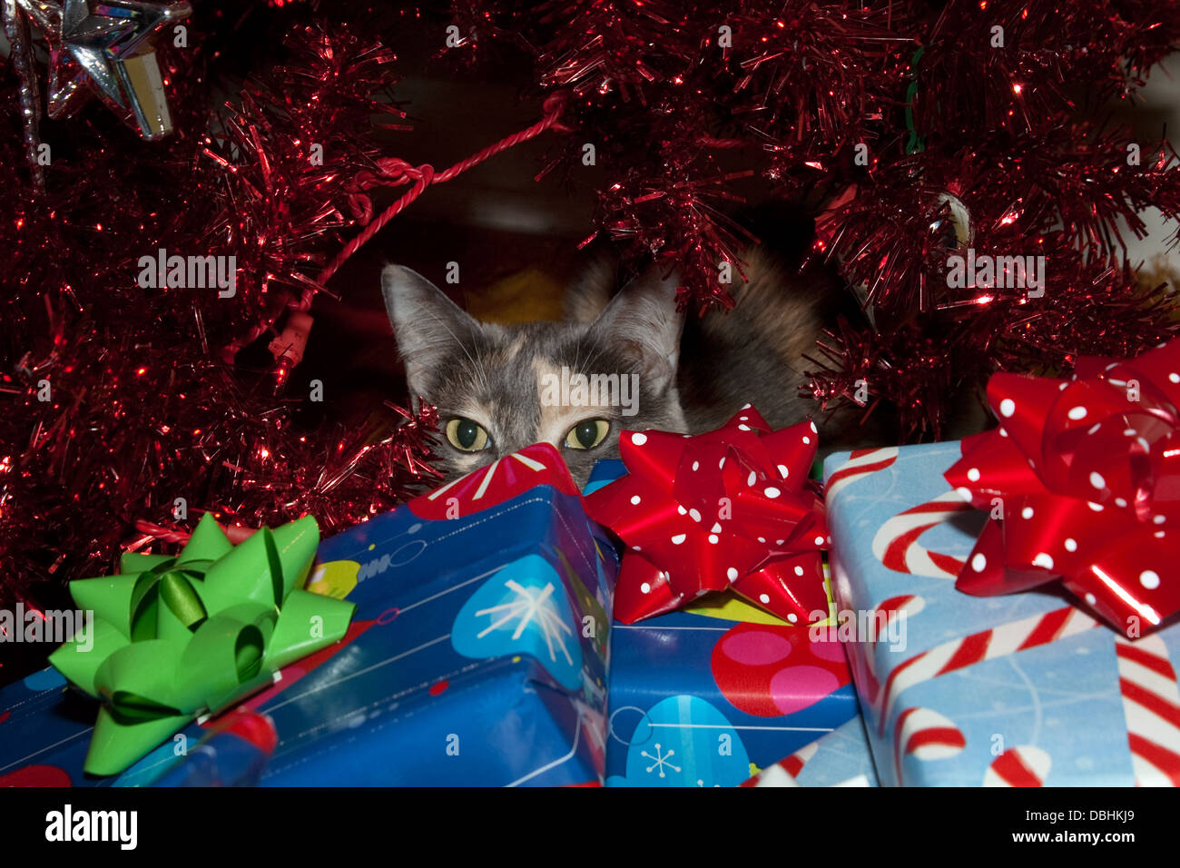 Diffuse calico cat peeking over holiday gifts under the Christmas tree. Stock Photo