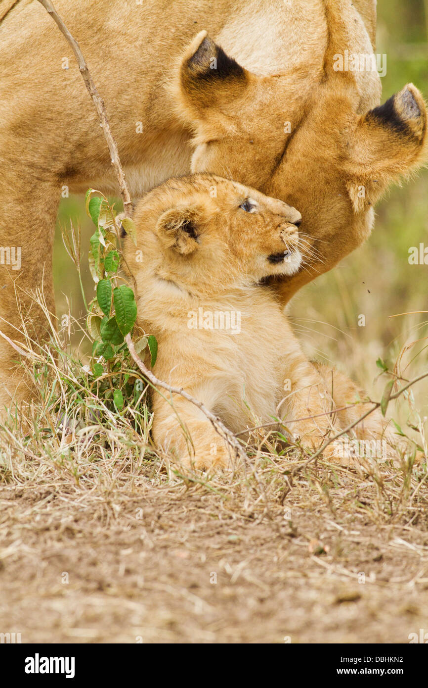 African Lioness playing with the cub. Stock Photo