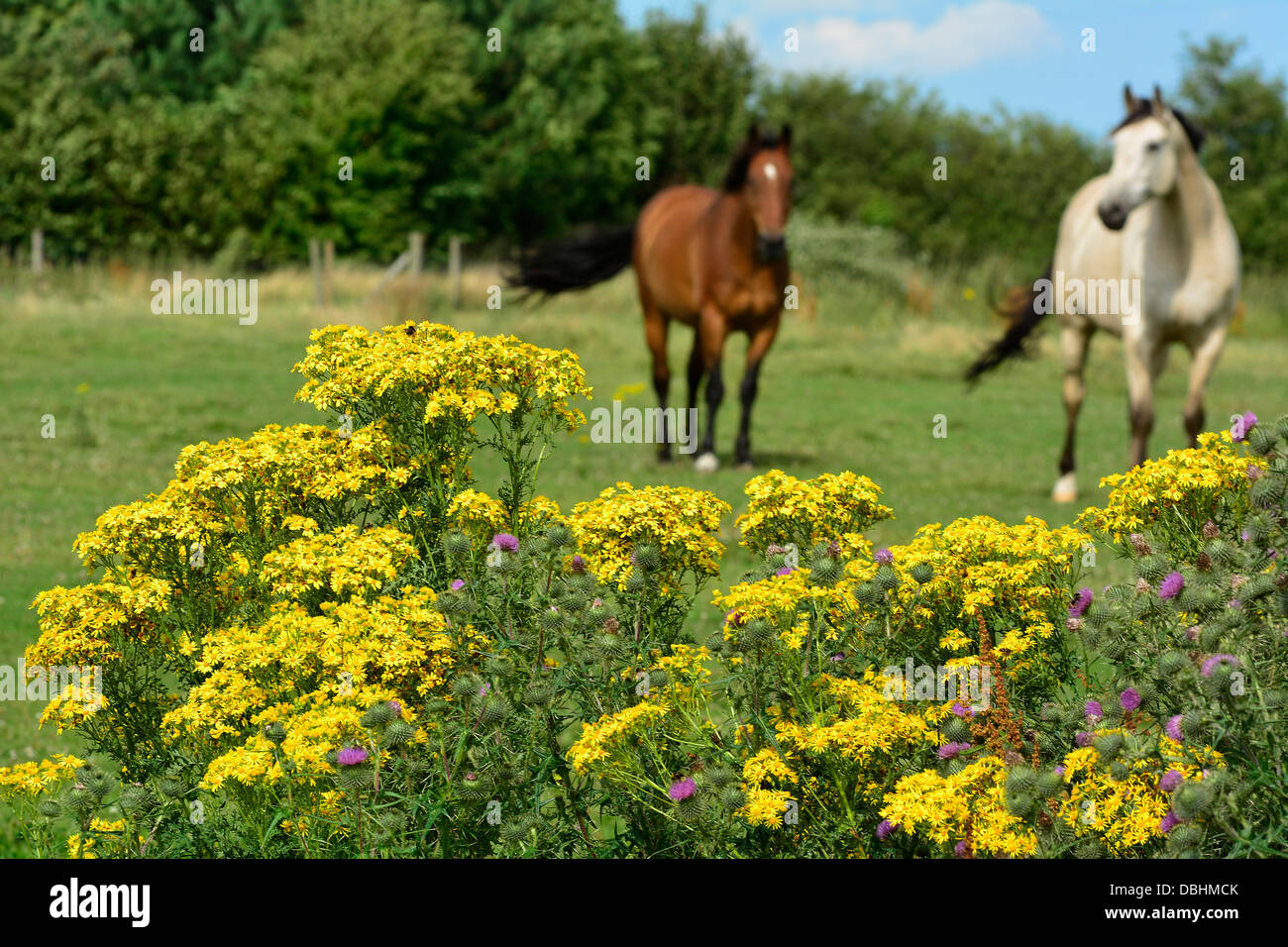 Horses graze in a field with ragwort plants in the foreground near Market Harborough, Leicestershire, 29th July, 2013. Credit:  John Robertson/Alamy Live News Stock Photo