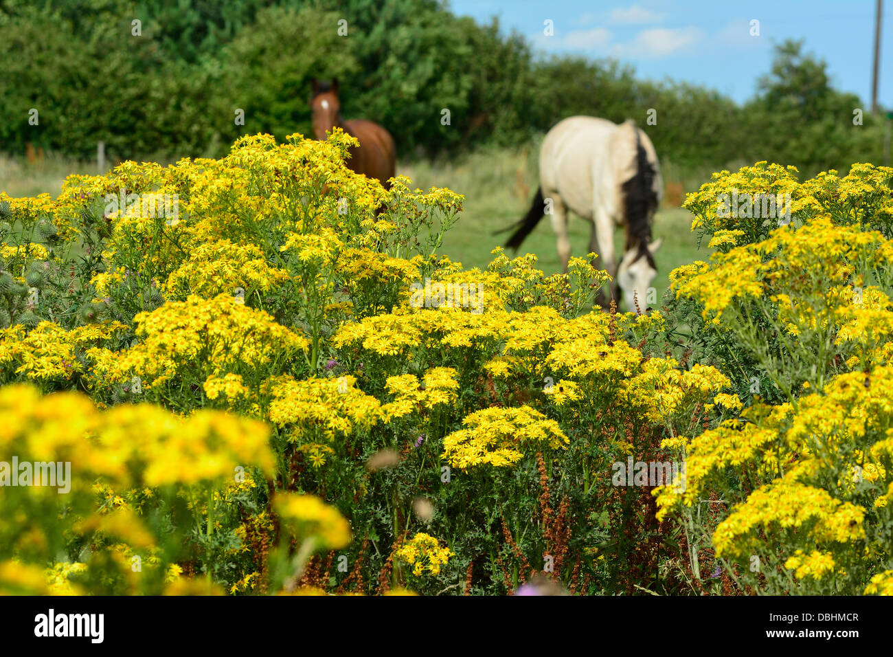 Horses graze in a field with ragwort plants in the foreground near Market Harborough, Leicestershire, 29th July, 2013.  Credit:  John Robertson/Alamy Live News Stock Photo