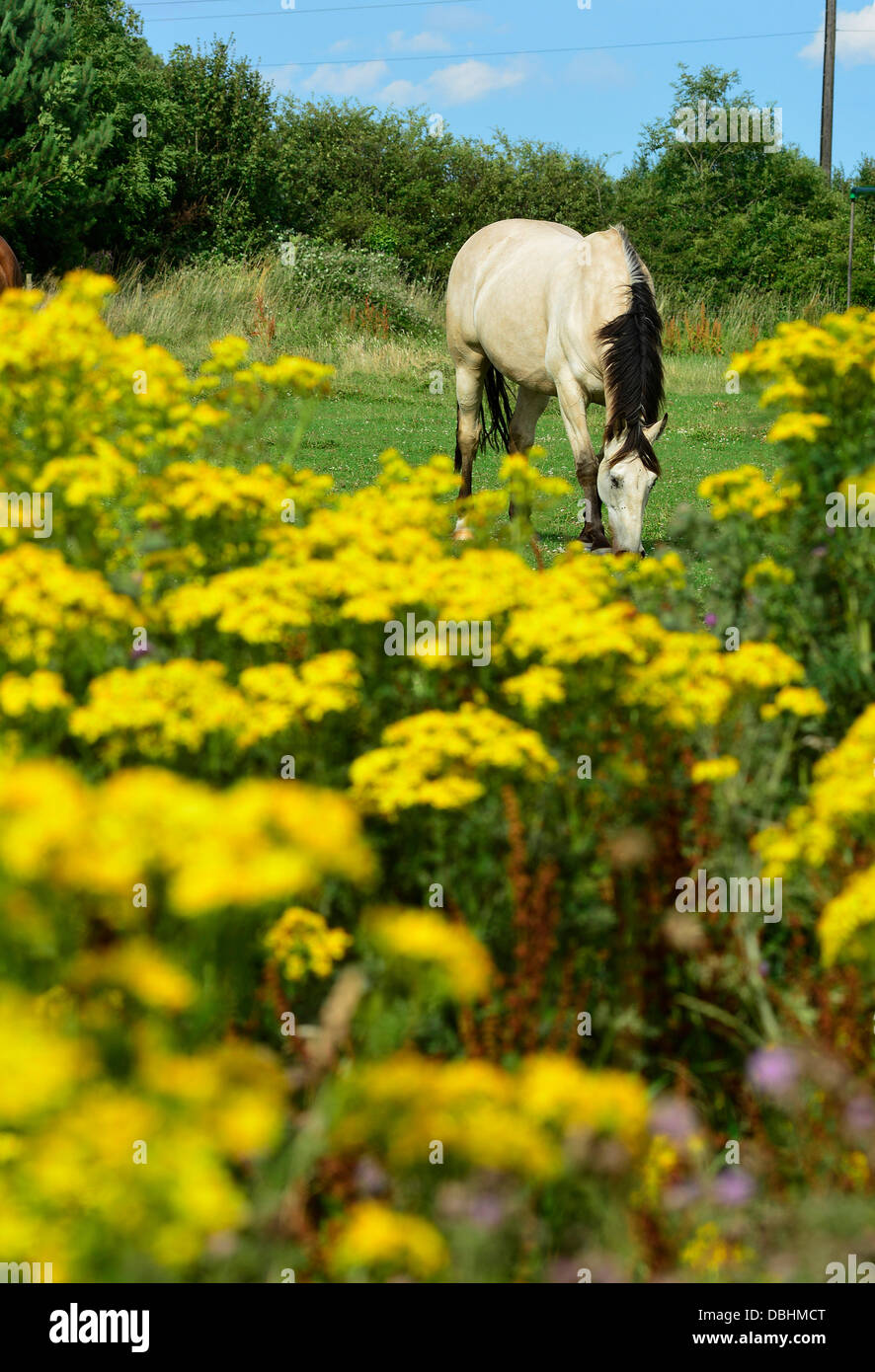 A horse grazes in a field with ragwort plants in the foreground near Market Harborough, Leicestershire, 29th July, 2013.  Credit:  John Robertson/Alamy Live News Stock Photo