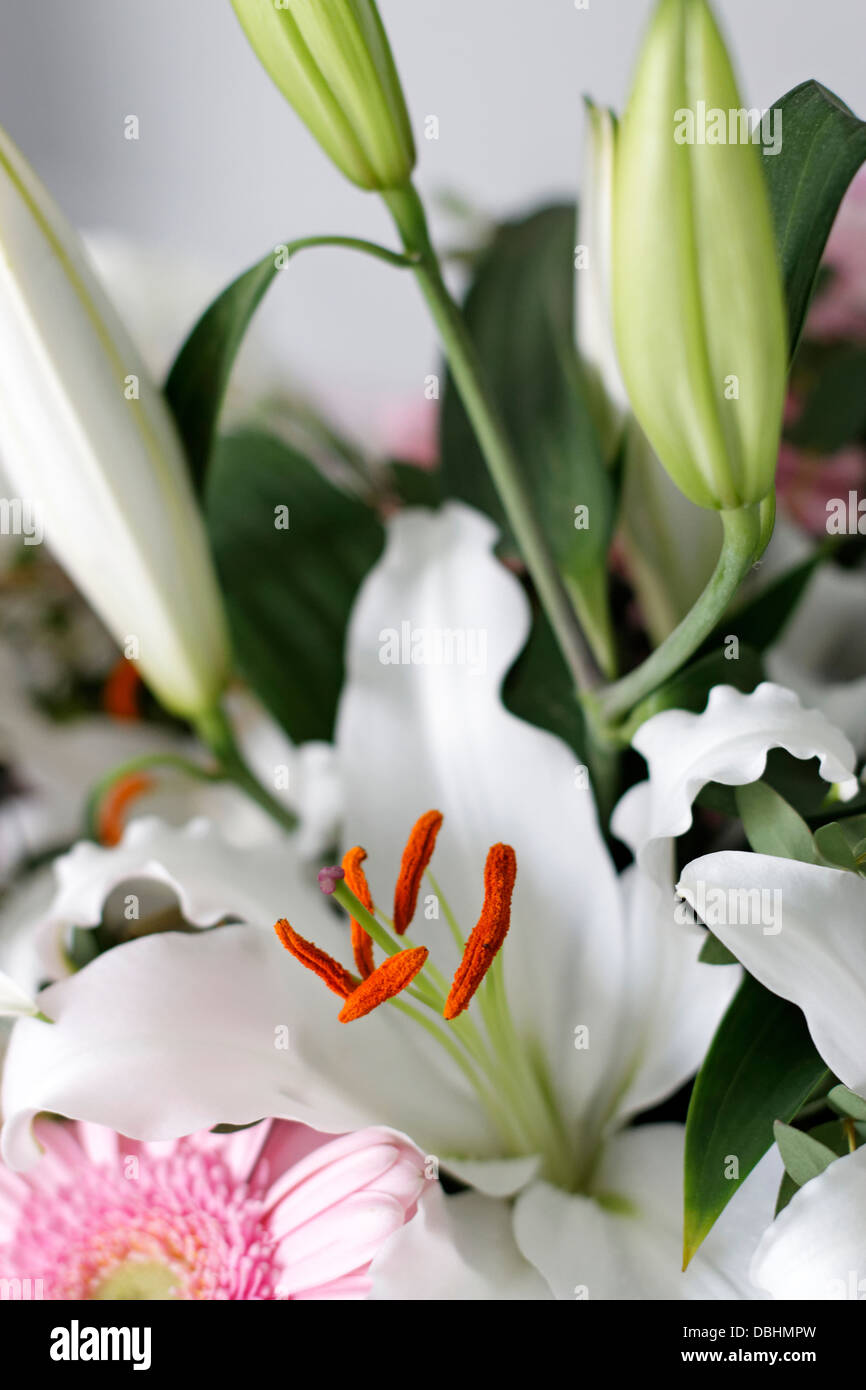 White lily hi-res stock photography and images - Alamy
