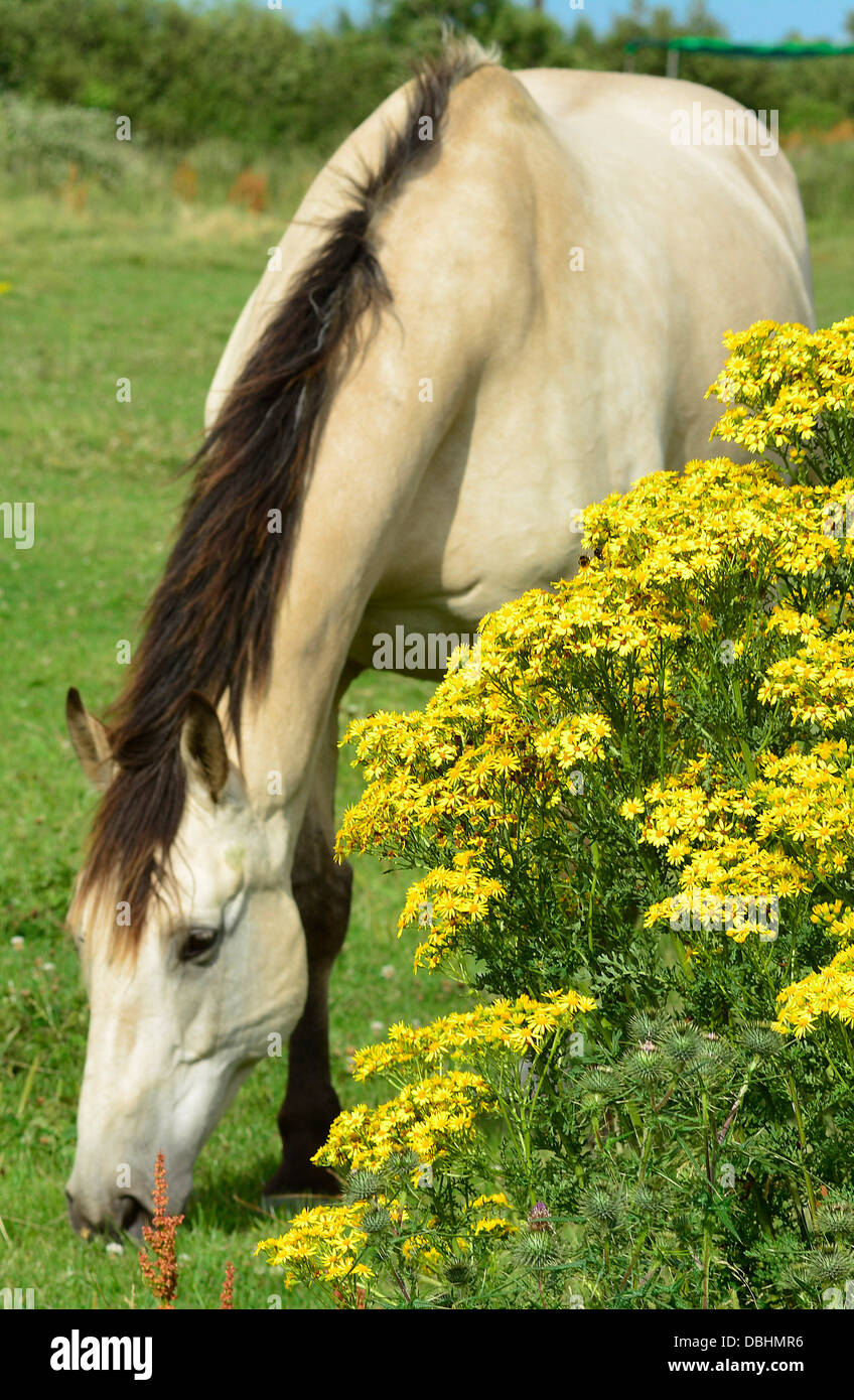 A horse grazes in a field with ragwort plants in the foreground near Market Harborough, Leicestershire, 29th July, 2013.  Credit:  John Robertson/Alamy Live News Stock Photo