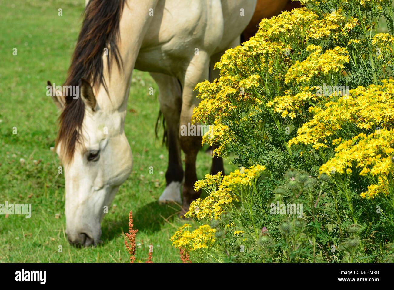 Ragwort and horses hires stock photography and images Alamy