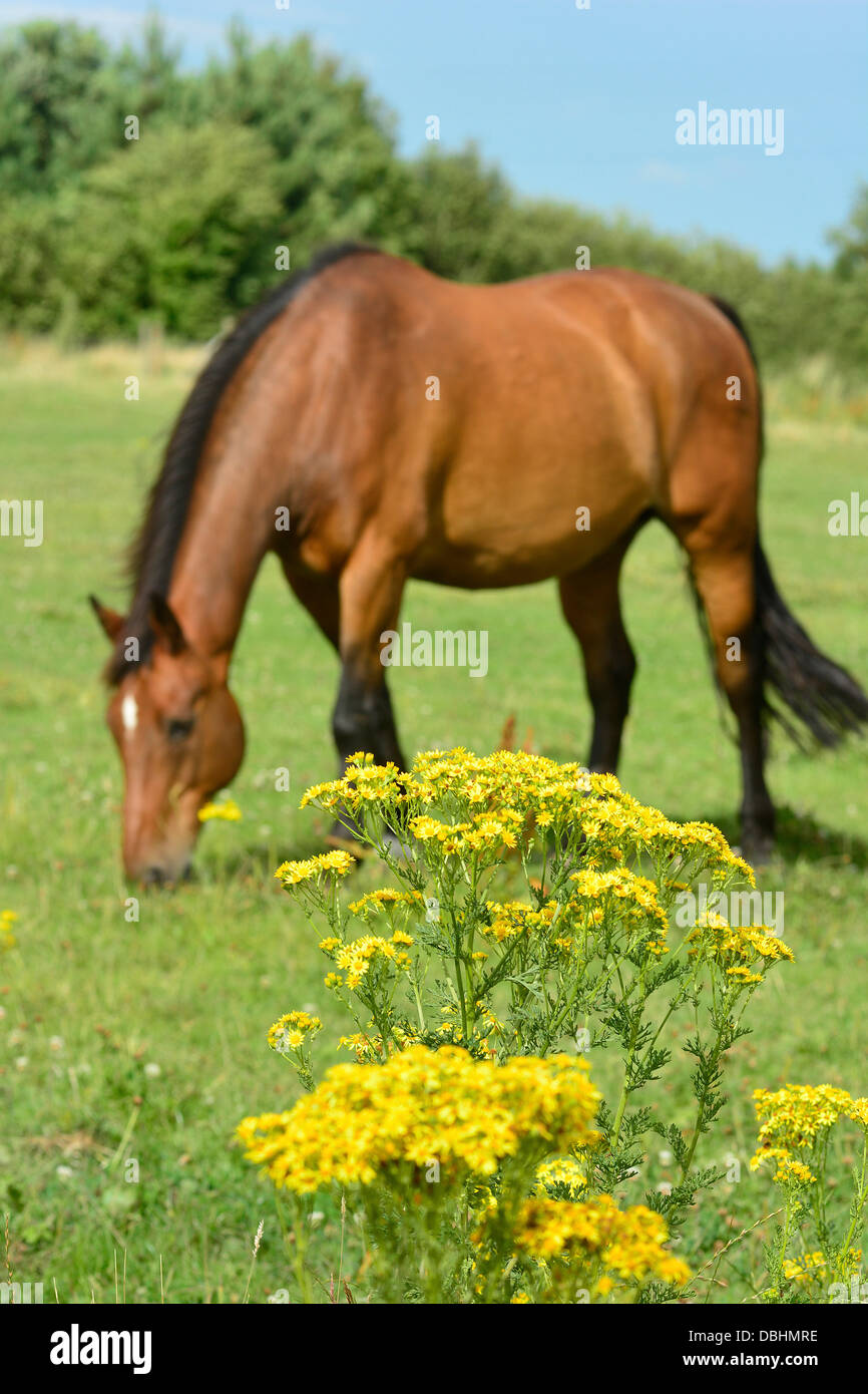 A horse grazes in a field with ragwort plants in the foreground near