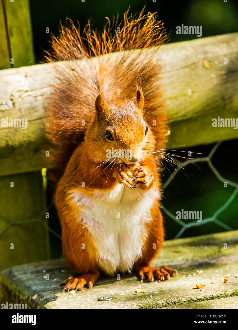 Red Squirrel on bench Stock Photo