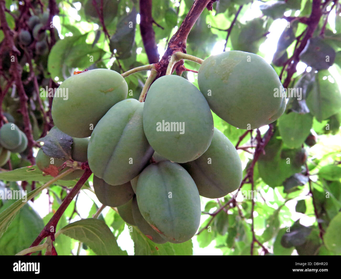 Ripe green English plums Stock Photo