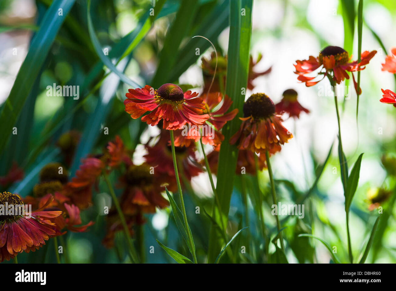helenium moerheim beauty, helens flower. Stock Photo