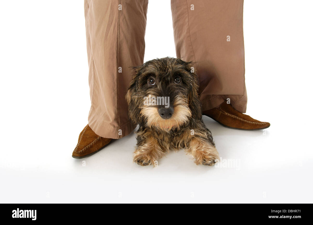 Wire-haired dachshund sitting at the feet of her owner Stock Photo