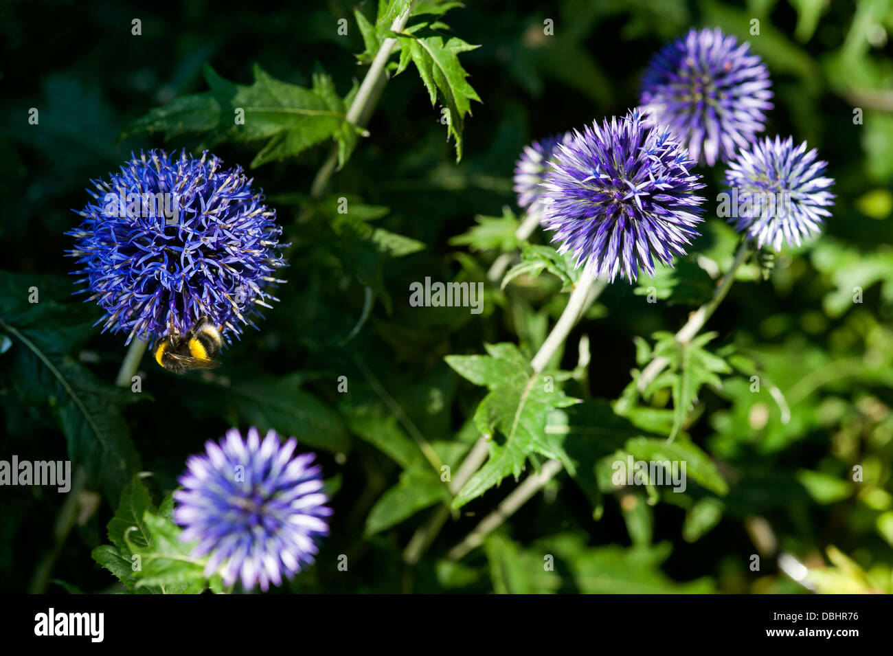 Echinops, Asteraceae, Compositae, Globe Thistle. Stock Photo