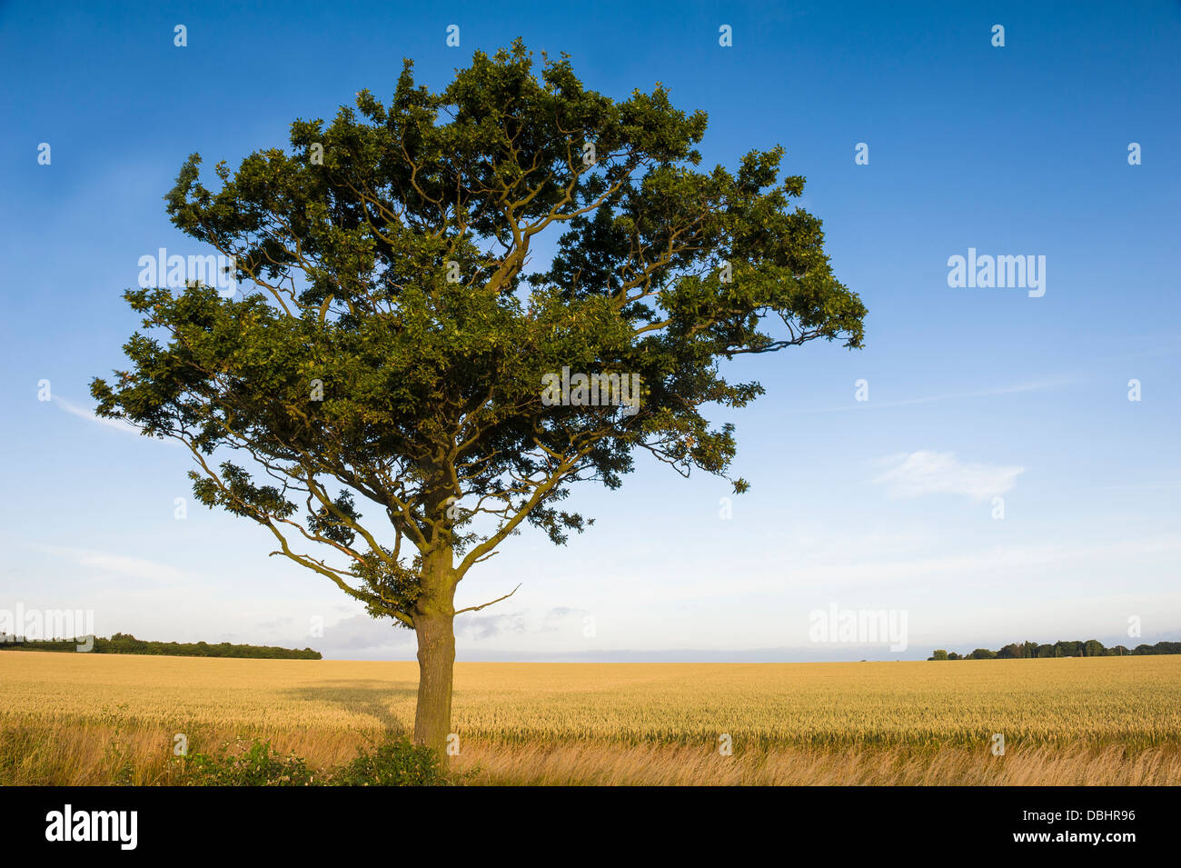 Lone Oak tree on the edge of a field of cereal crops Stock Photo - Alamy