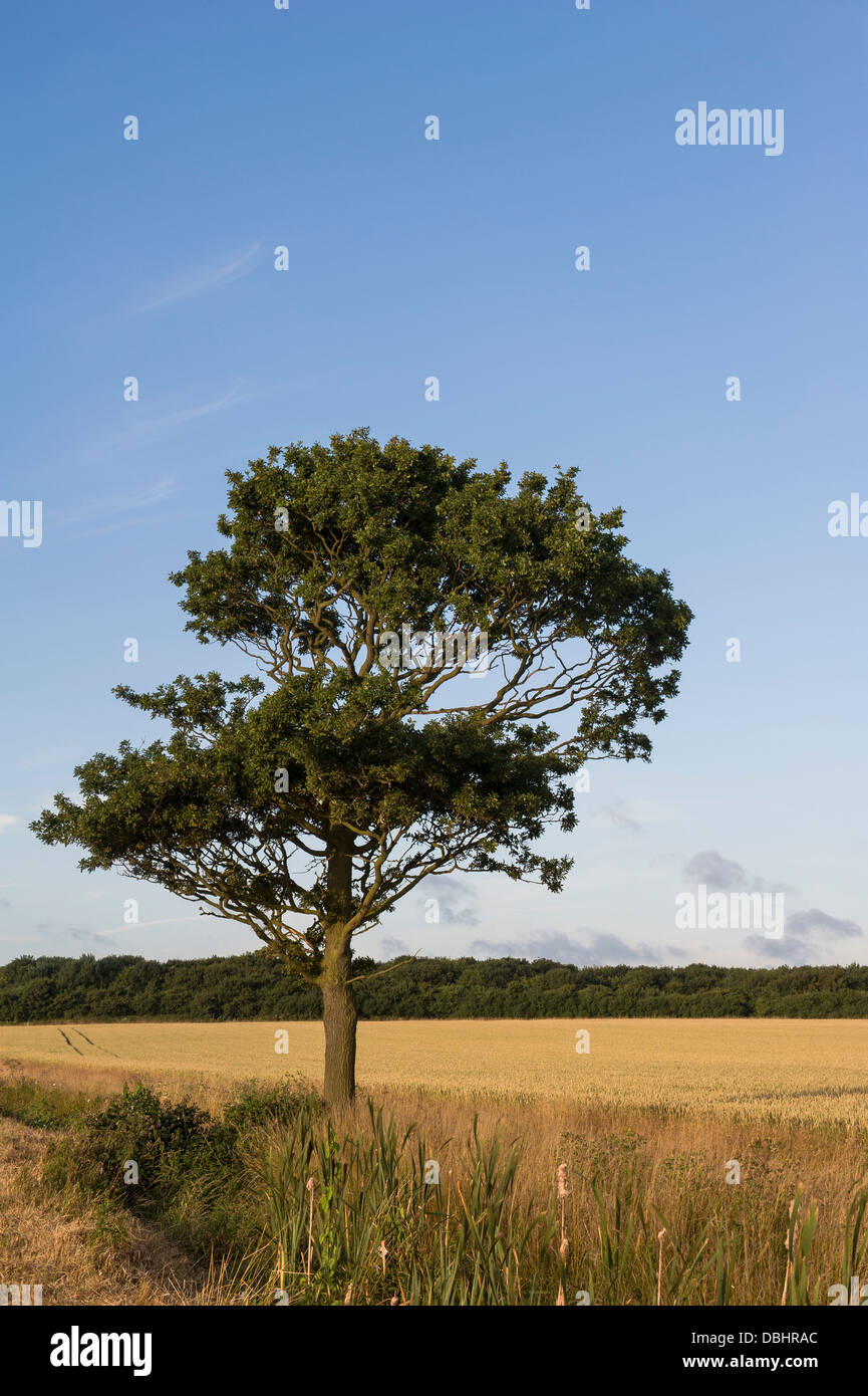 Lone Oak tree on the edge of a field of cereal crops Stock Photo - Alamy