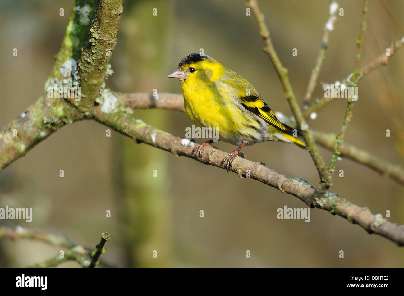 A siskin in a tree Stock Photo