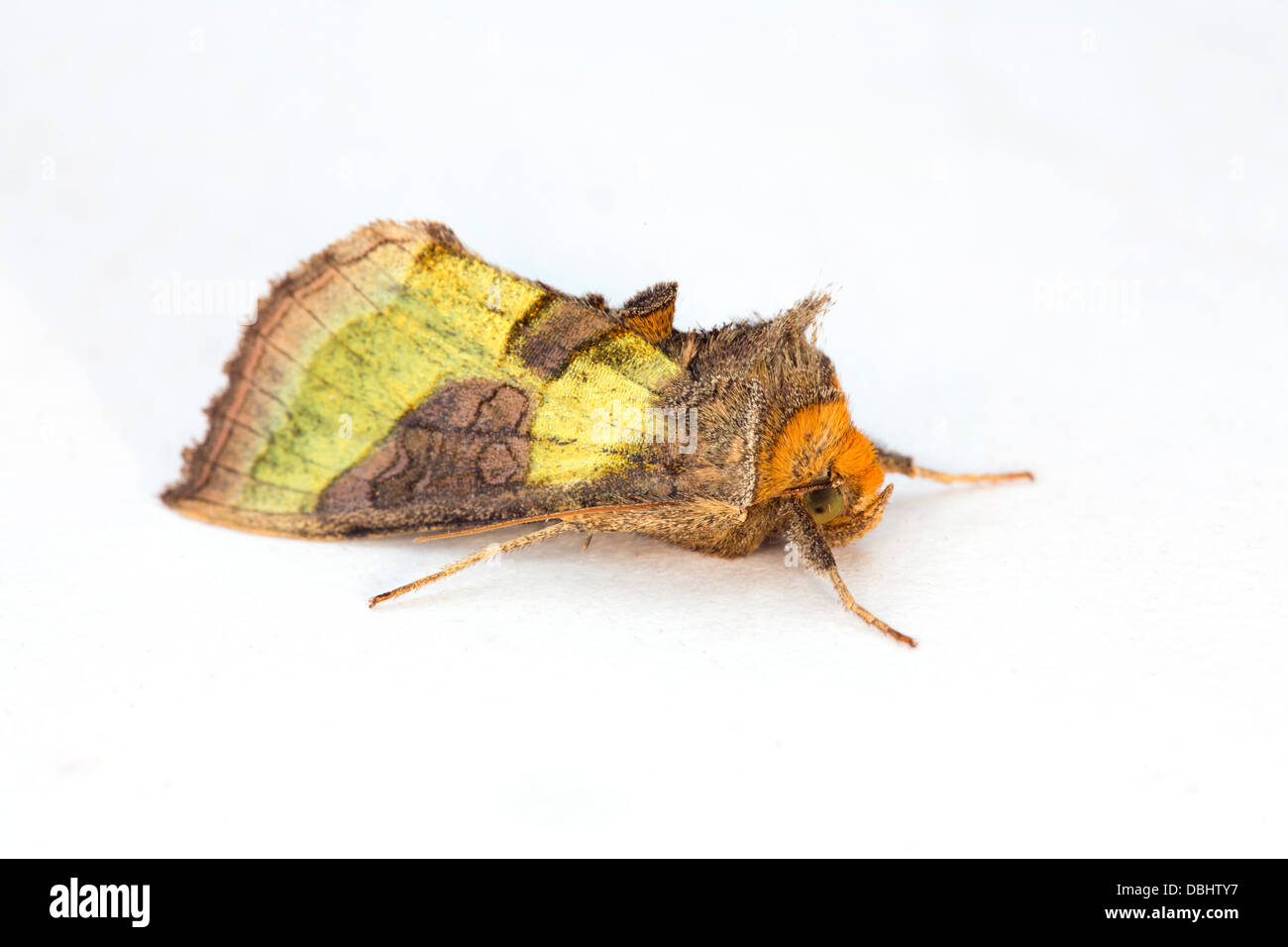 Burnished Brass Moth; Diachrysia chrystis; Form Juncta; July; UK Stock Photo