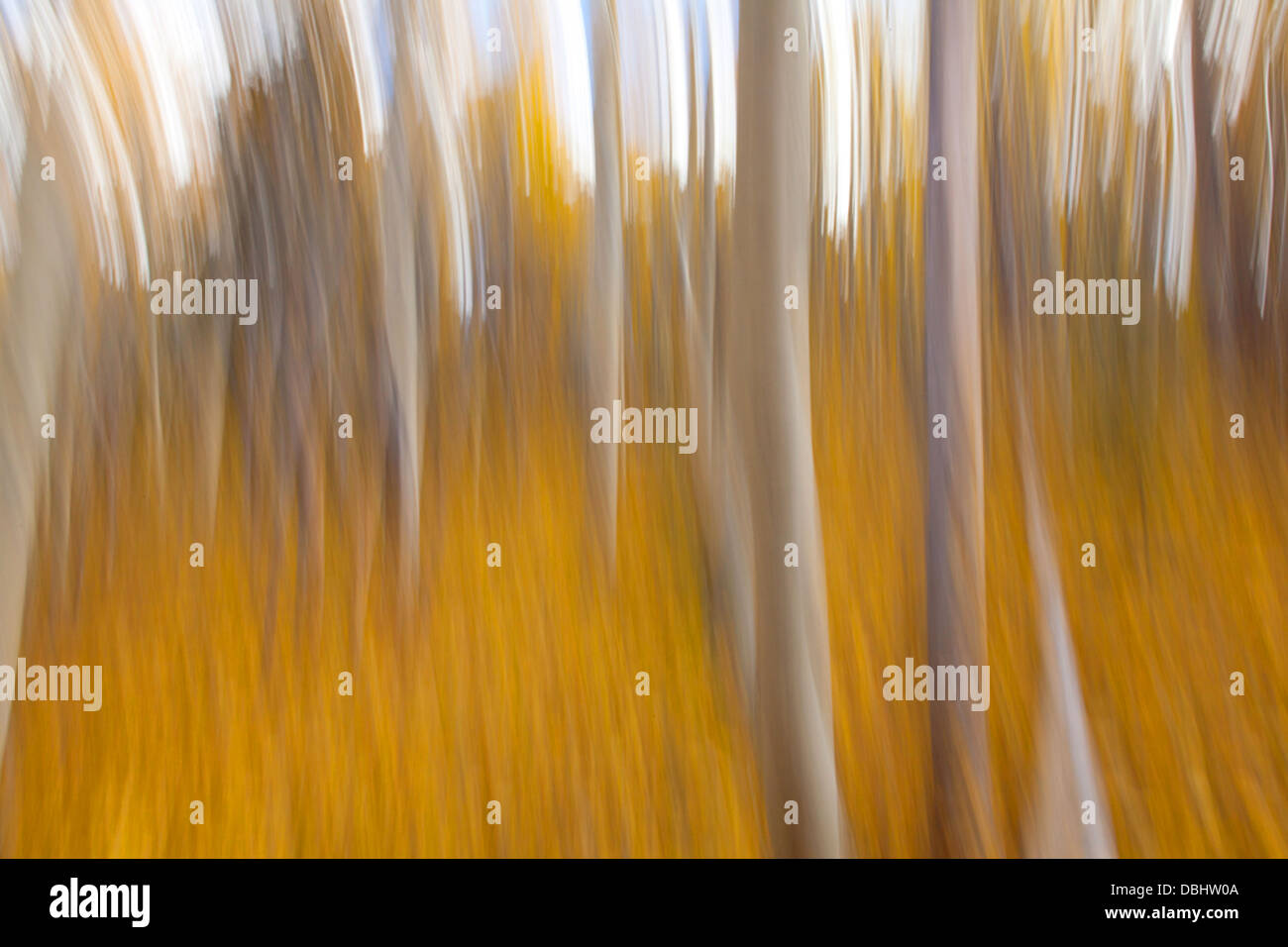 Autumn aspen trees in Santa Fe forest, slow shutterspeed blur. Stock Photo