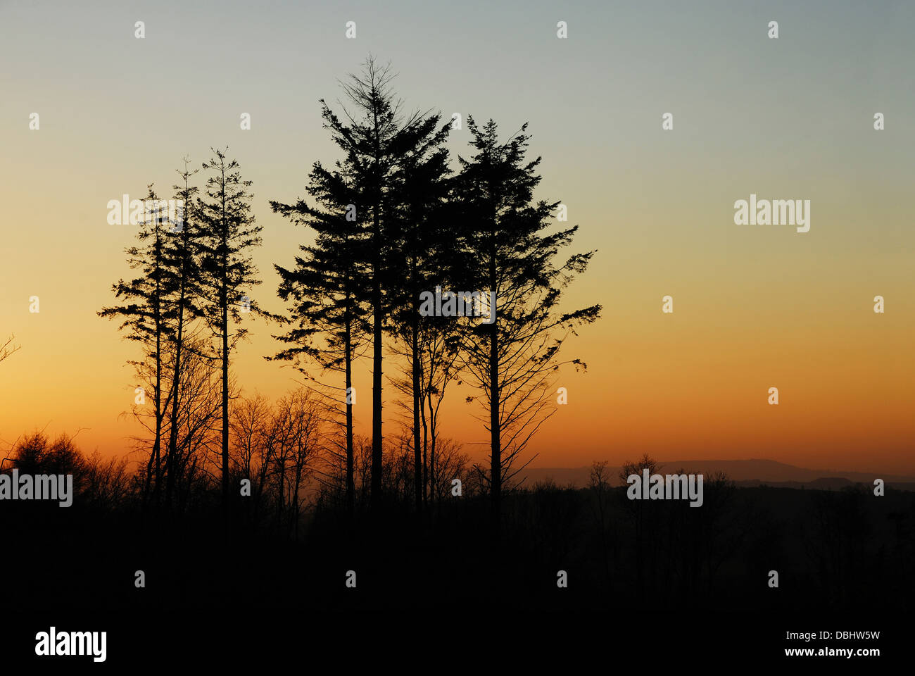Trees black hi-res stock photography and images - Alamy