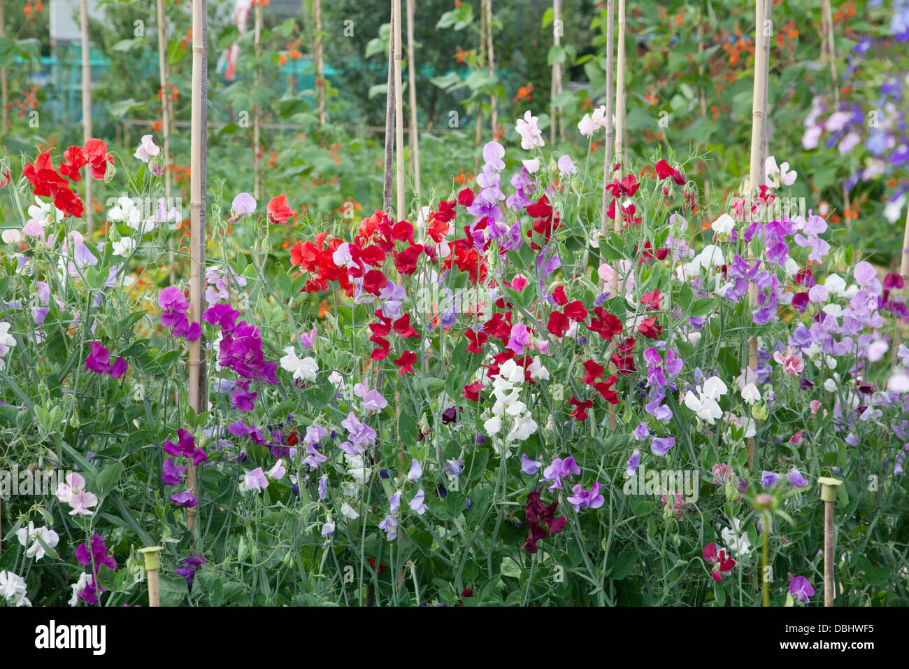 Sweet peas growing up canes with runner beans in back ground Lathyrus Stock Photo